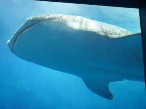 国営沖縄記念公園 海洋博公園 沖縄美ら海水族館 ジンベイザメ