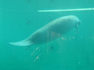 国営沖縄記念公園 海洋博公園 沖縄美ら海水族館 マナティー
