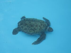 国営沖縄記念公園 海洋博公園 沖縄美ら海水族館 ウミガメ