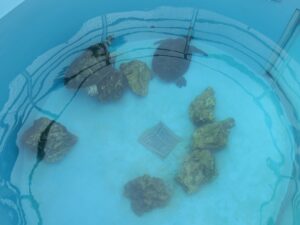 国営沖縄記念公園 海洋博公園 沖縄美ら海水族館 ウミガメ館 地上の水槽