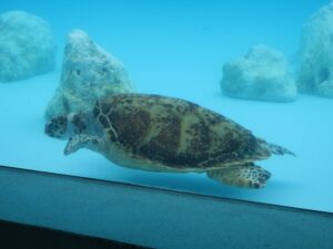 国営沖縄記念公園 海洋博公園 沖縄美ら海水族館 ウミガメ