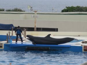 国営沖縄記念公園 海洋博公園 沖縄美ら海水族館 イルカショー