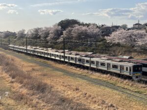 北総鉄道 白井駅 桜並木を列車がすれ違います