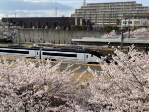 北総鉄道 白井駅 桜の中をスカイライナーが通過します