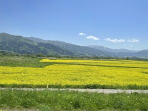 野沢温泉ライナーからの車窓 千曲川沿いの菜の花畑