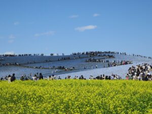 国営ひたち海浜公園 みはらしの丘 ネモフィラと菜の花