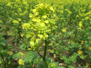 国営ひたち海浜公園 みはらしの丘 菜の花
