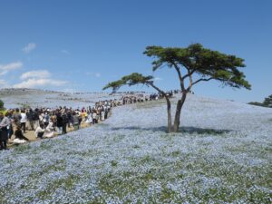 国営ひたち海浜公園 みはらしの丘 一面のネモフィラ畑