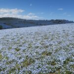 国営ひたち海浜公園 みはらしの丘 一面のネモフィラ畑