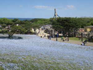 国営ひたち海浜公園 みはらしの丘 ネモフィラ畑の先に海が見えます