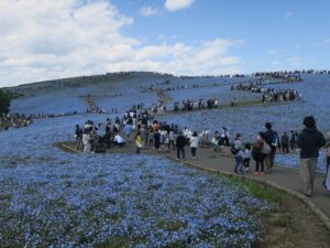 国営ひたち海浜公園 みはらしの丘 一面のネモフィラ畑