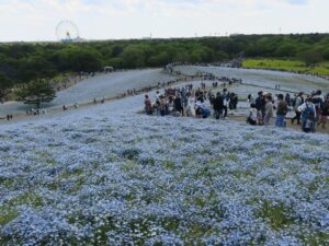国営ひたち海浜公園 みはらしの丘 ネモフィラ畑の先に観覧車が見えます