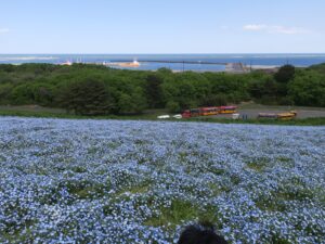 国営ひたち海浜公園 みはらしの丘 一面のネモフィラ畑とシーサイドトレイン