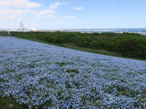 国営ひたち海浜公園 みはらしの丘 一面のネモフィラ畑と海