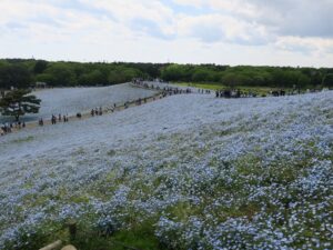 国営ひたち海浜公園 みはらしの丘 一面のネモフィラ畑