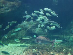 新潟市水族館 マリンピア日本海 日本海エリア 日本海大水槽