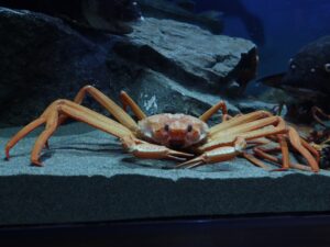 新潟市水族館 マリンピア日本海 ベニズワイガニ