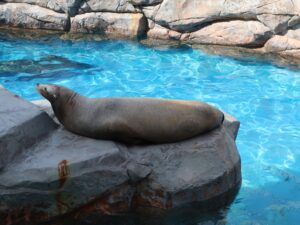 新潟市水族館 マリンピア日本海 トド