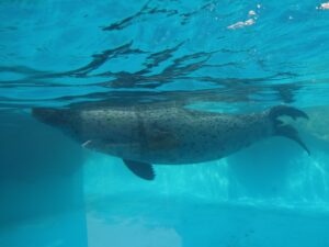 新潟市水族館 マリンピア日本海 ゴマフアザラシ