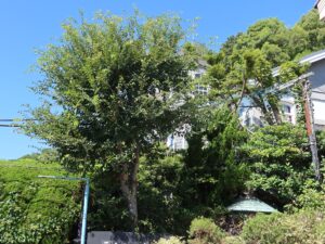 神戸北野 異人館街 うろこの家 閉館中だったので外から撮りました
