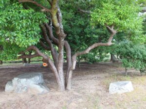 兵庫県立明石公園 明石城址 二ノ丸