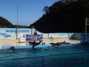 伊豆 下田海中水族館 マリンスタジアム イルカショー 自己紹介