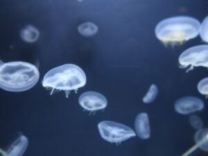 伊豆 下田海中水族館 キタミズクラゲ