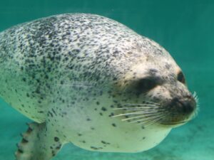 伊豆 下田海中水族館 ゴマフアザラシ