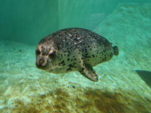 伊豆 下田海中水族館 ゴマフアザラシ