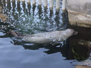 伊豆 下田海中水族館 ゴマフアザラシ
