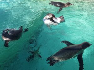 伊豆 下田海中水族館 ペンギンプール