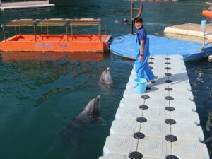 伊豆 下田海中水族館 イルカショー
