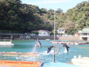 伊豆 下田海中水族館 イルカショー 3匹のイルカがジャンプ