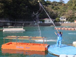 伊豆 下田海中水族館 イルカショー 大ジャンプ