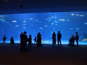 いおワールド かごしま水族館 2階 大水槽