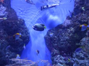 いおワールド かごしま水族館 南国をイメージした水槽