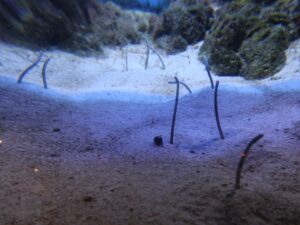 いおワールド かごしま水族館 チンアナゴ