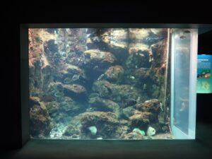 いおワールド かごしま水族館 錦江湾水槽