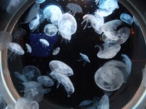 いおワールド かごしま水族館 ミズクラゲ