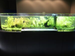 いおワールド かごしま水族館 川のイメージの水槽