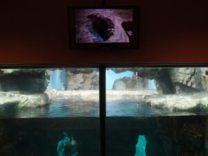 いおワールド かごしま水族館 1階 アザラシ水槽
