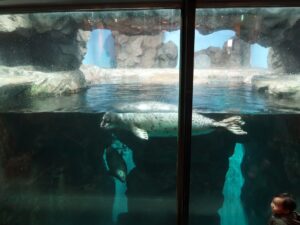 いおワールド かごしま水族館 ゴマフアザラシ