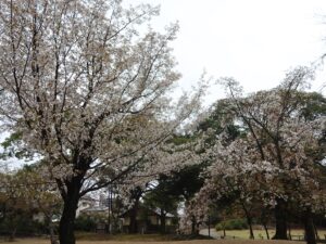 水前寺成趣園 水前寺公園
