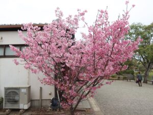 水前寺成趣園 水前寺公園