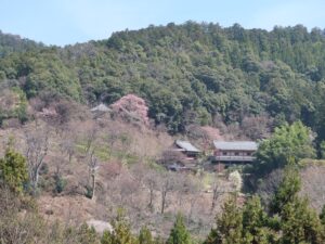 吉野 如意輪寺 中千本公園バス停付近から撮影