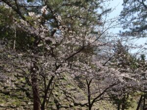 和歌山城 お堀のソメイヨシノ
