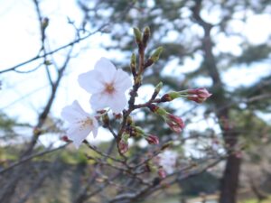 和歌山城 お堀のソメイヨシノ アップで