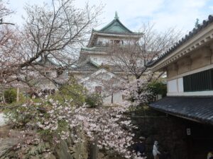 和歌山城 天守閣とソメイヨシノ