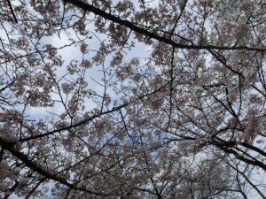 和歌山城 二の丸庭園のソメイヨシノ