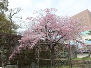 和歌山城 大手門のしだれ桜